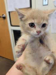 Shelter Stray Female Cat last seen Near BLOCK S EDGEWARE LN, Salt Lake City, UT 84120