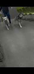 Reunited Female Dog last seen Commerce and Kraft, North Las Vegas, NV 89031