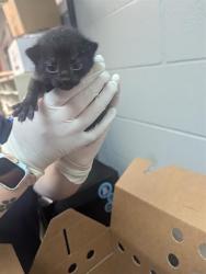 Shelter Stray Female Cat last seen TRANSFER, Jacksonville, FL 32204