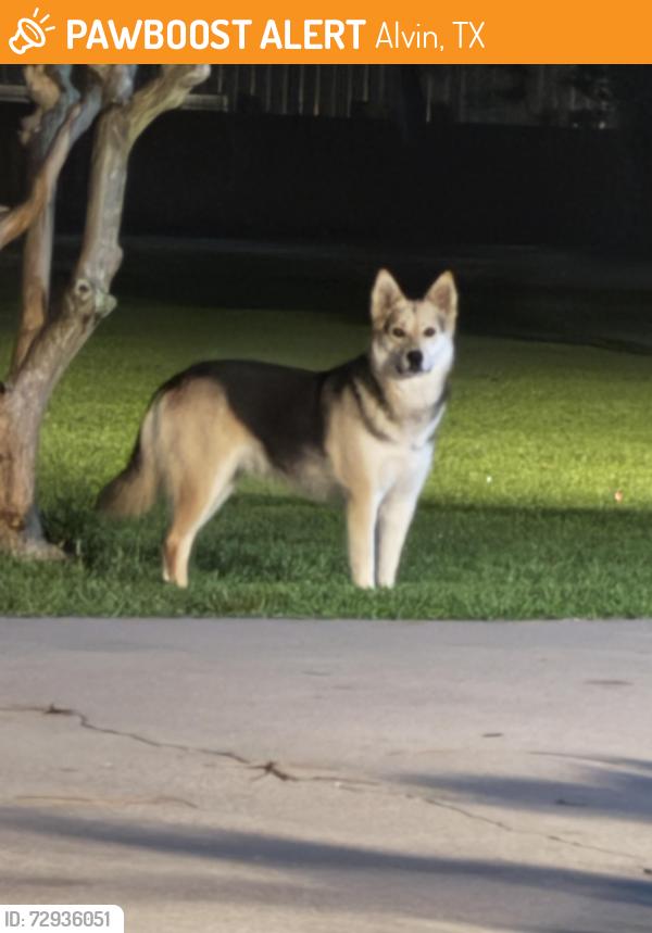 Found/Stray Unknown Dog last seen 949B Rd, Alvin, TX 77511