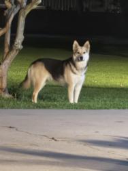 Found/Stray Unknown Dog last seen 949B Rd, Alvin, TX 77511