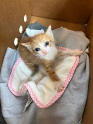 Shelter Stray Male Cat last seen LA VENTURA DR, Jacksonville, FL 32204