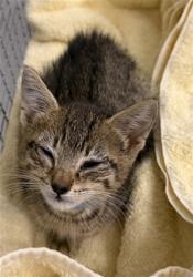 Shelter Stray Male Cat last seen DIXON, Hayward, CA 94544