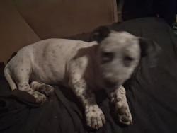 Lost Female Dog last seen 32nd Street and McDowell road nearest cross street, Phoenix, AZ 85016