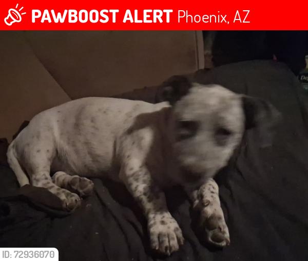 Lost Female Dog last seen 32nd Street and McDowell road nearest cross street, Phoenix, AZ 85016