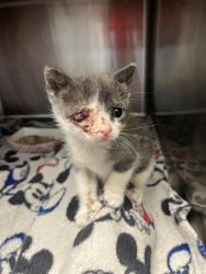 Shelter Stray Female Cat last seen TRANSFER, Jacksonville, FL 32204