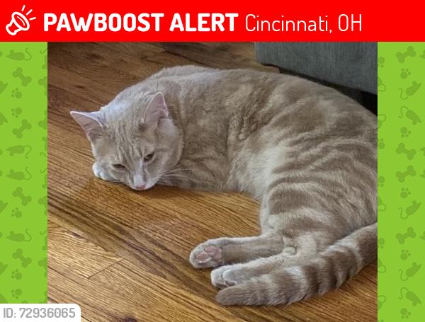 Lost Male Cat last seen Neeb rd, Cincinnati, OH 45238