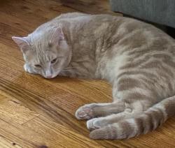 Lost Male Cat last seen Neeb rd, Cincinnati, OH 45238