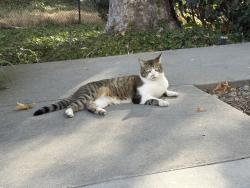 Found/Stray Male Cat last seen Flower Fields way , Carlsbad, CA 92010