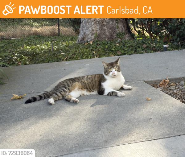 Found/Stray Male Cat last seen Flower Fields way , Carlsbad, CA 92010