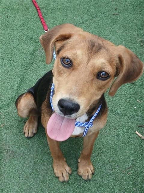 Shelter Stray Female Dog last seen N MAIN ST LOT 30, Jacksonville, FL 32204
