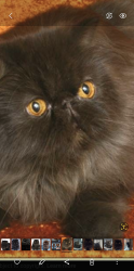 Lost Male Cat last seen Holder Road , Sparkbrook, England B11 1PU
