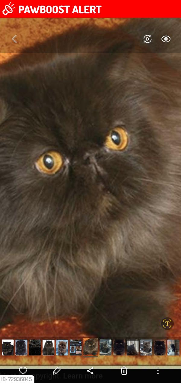 Lost Male Cat last seen Holder Road, Sparkbrook, England B11 1PU