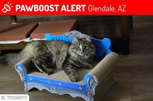 Lost Female Cat last seen 44th Ave and Glendale , Glendale, AZ 85301