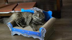 Lost Female Cat last seen 44th Ave and Glendale , Glendale, AZ 85301