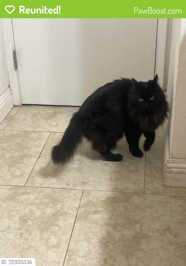 Reunited Female Cat last seen Calabazas Blvd and Santa Maria ave. Santa Clara , Santa Clara, CA 95051