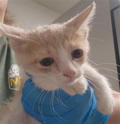 Shelter Stray Female Cat last seen Near BLOCK ROSEDALE HWY, BAKERSFIELD CA 93312, Bakersfield, CA 93308