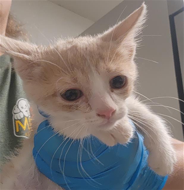 Shelter Stray Female Cat last seen Near BLOCK ROSEDALE HWY, BAKERSFIELD CA 93312, Bakersfield, CA 93308