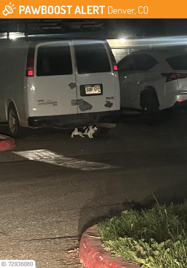 Found/Stray Unknown Cat last seen Near e Quincy , Denver, CO 80237