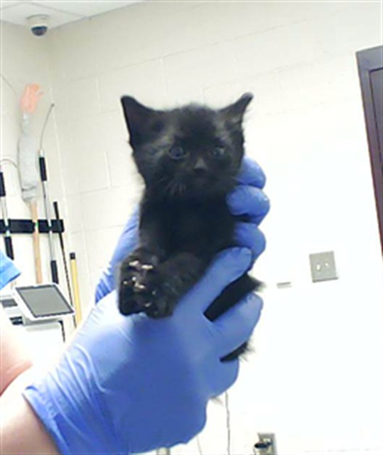 Shelter Stray Female Cat last seen Near BLOCK COACHWAY DR, FAYETTEVILLE NC 28306, Fayetteville, NC 28306
