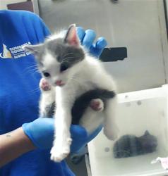 Shelter Stray Male Cat last seen Near BLOCK COACHWAY DR, FAYETTEVILLE NC 28306, Fayetteville, NC 28306
