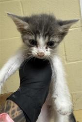 Shelter Stray Female Cat last seen BROADWAY & STOCKTON BLVD, Sacramento, CA 95818