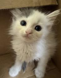 Shelter Stray Male Cat last seen BROADWAY & STOCKTON BLVD, Sacramento, CA 95818