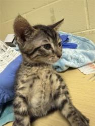 Shelter Stray Female Cat last seen 25TH ST & TEKAY WAY, Sacramento, CA 95818