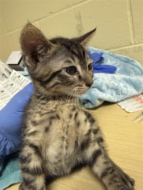 Shelter Stray Female Cat last seen 25TH ST & TEKAY WAY, Sacramento, CA 95818