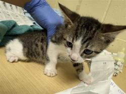 Shelter Stray Male Cat last seen 25TH ST & TEKAY WAY, Sacramento, CA 95818