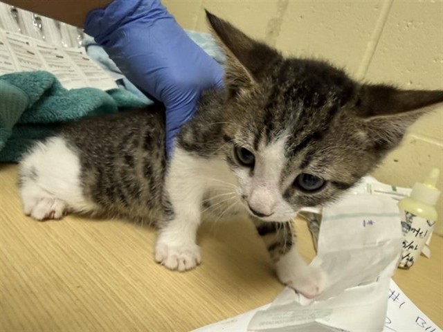 Shelter Stray Male Cat last seen 25TH ST & TEKAY WAY, Sacramento, CA 95818