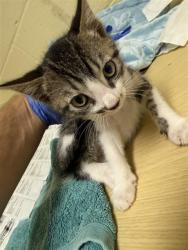 Shelter Stray Male Cat last seen 25TH ST & TEKAY WAY, Sacramento, CA 95818