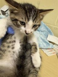 Shelter Stray Male Cat last seen 25TH ST & TEKAY WAY, Sacramento, CA 95818