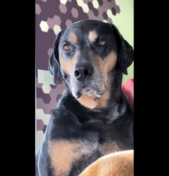 Reunited Male Dog last seen Levittown parkway and New falls road, Levittown, PA 19055