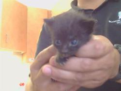 Shelter Stray Female Cat last seen TWIN CITIES RD/CHEROKEE LN, 95632, Sacramento, CA 95827