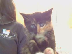 Shelter Stray Female Cat last seen LUSK DR/AVALON DR. 95864, Sacramento, CA 95827