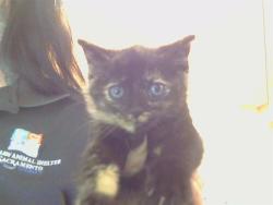 Shelter Stray Female Cat last seen LUSK DR/AVALON DR. 95864, Sacramento, CA 95827