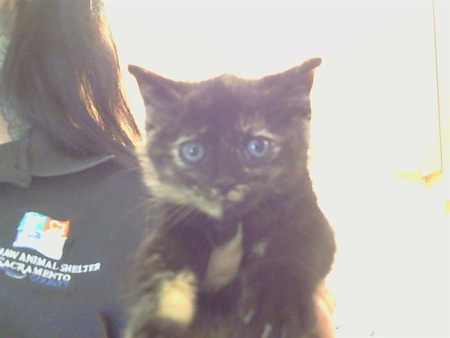 Shelter Stray Female Cat last seen LUSK DR/AVALON DR. 95864, Sacramento, CA 95827