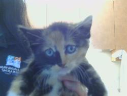 Shelter Stray Female Cat last seen LUSK DR/AVALON DR. 95864, Sacramento, CA 95827
