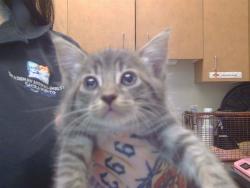 Shelter Stray Male Cat last seen SAN JUAN RD/GARDEN HWY, 95833, Sacramento, CA 95827