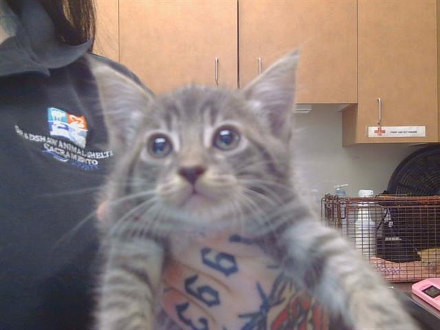 Shelter Stray Male Cat last seen SAN JUAN RD/GARDEN HWY, 95833, Sacramento, CA 95827