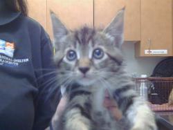 Shelter Stray Male Cat last seen SAN JUAN RD/GARDEN HWY, 95833, Sacramento, CA 95827