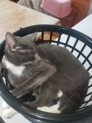 Lost Female Cat last seen 6th Ave and Union, Tacoma, WA 98406