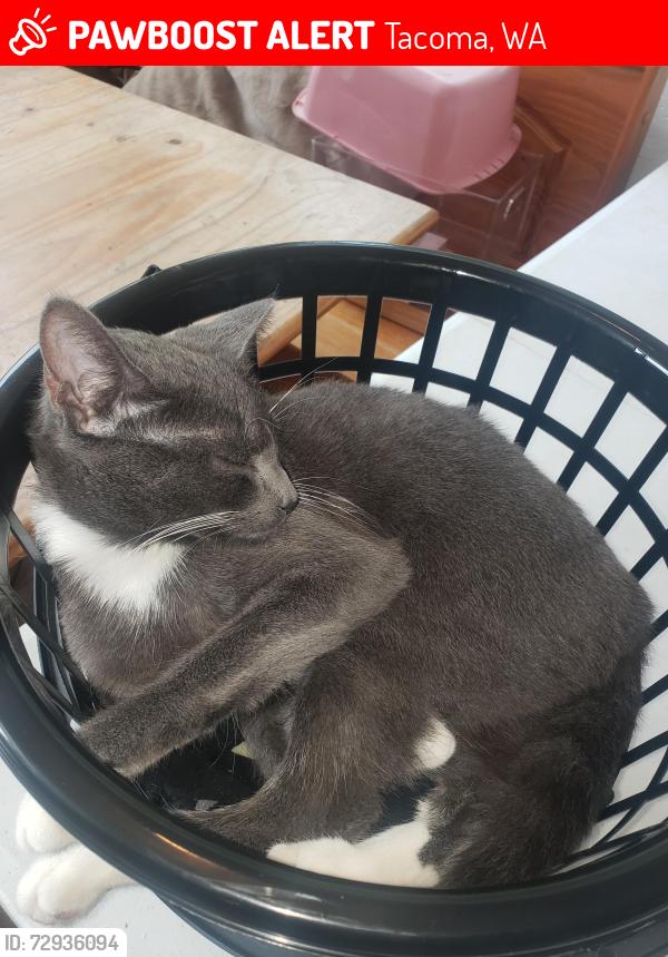 Lost Female Cat last seen 6th Ave and Union, Tacoma, WA 98406