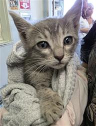 Shelter Stray Female Cat last seen , Los Angeles, CA 90047