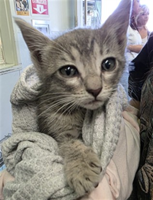 Shelter Stray Female Cat last seen , Los Angeles, CA 90047