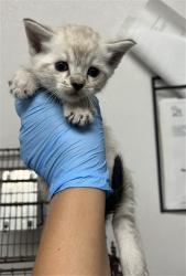 Shelter Stray Male Cat last seen TERRY ST X FAIRFAX ST, San Bernardino, CA 92401