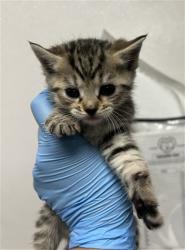 Shelter Stray Female Cat last seen TERRY ST X FAIRFAX ST, San Bernardino, CA 92401