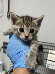 Shelter Stray Female Cat last seen TERRY ST X FAIRFAX ST, San Bernardino, CA 92401