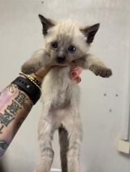 Shelter Stray Female Cat last seen CRESTVIEW AVE X E 21ST ST, San Bernardino, CA 92401